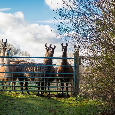 The Merry Harriers Bed and Breakfast Godalming Esterno foto