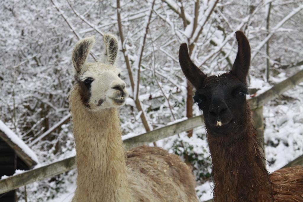 The Merry Harriers Bed and Breakfast Godalming Esterno foto