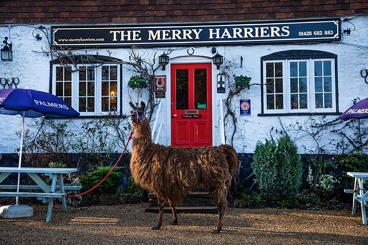 The Merry Harriers Bed and Breakfast Godalming Esterno foto
